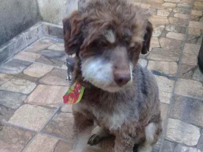 Cachorro raça poodle  idade 6 ou mais anos nome Lobão 