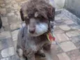 Lobão 