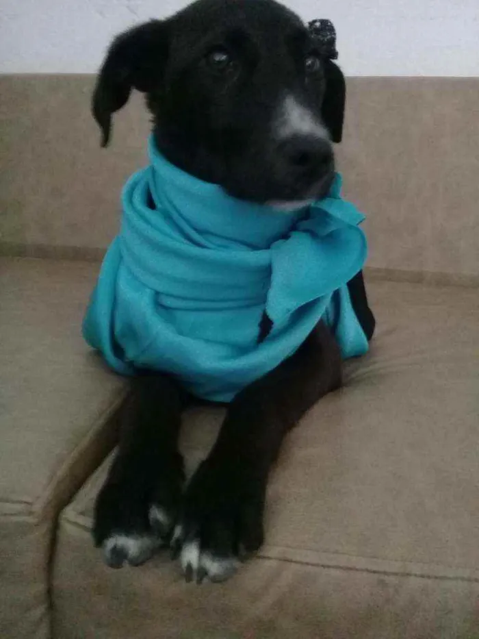 Cachorro raça Vira-lata  idade 2 a 6 meses nome Charlotte 