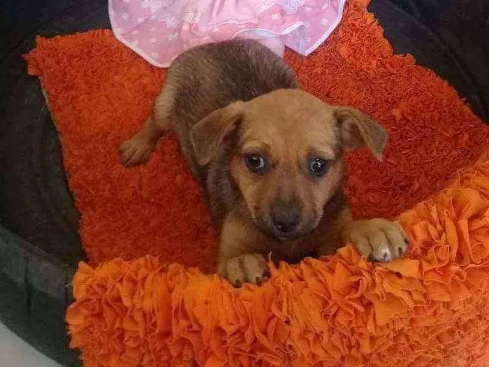 Cachorro raça Vira lata idade Abaixo de 2 meses nome Matilda