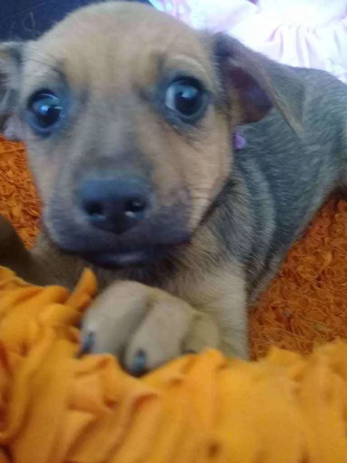 Cachorro raça Vira lata idade Abaixo de 2 meses nome Matilda