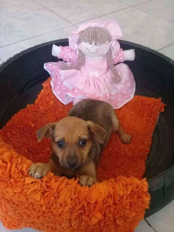 Cachorro raça Vira lata idade Abaixo de 2 meses nome Matilda