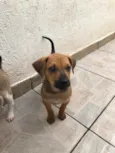 Cachorro raça SRD idade 2 a 6 meses nome Sem nome