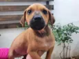 Cachorro raça SRD idade 2 a 6 meses nome Sem nome