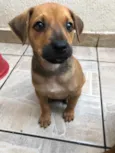 Cachorro raça SRD idade 2 a 6 meses nome Sem nome
