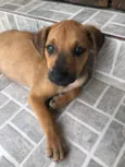 Cachorro raça SRD idade 2 a 6 meses nome Sem nome