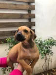 Cachorro raça SRD idade 2 a 6 meses nome Sem nome