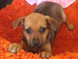 Cachorro raça Vira lata idade Abaixo de 2 meses nome Matilda