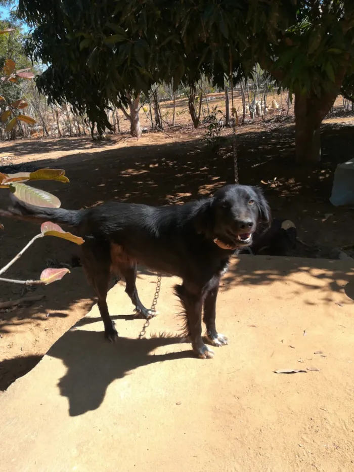 Cachorro raça Vira lata  idade 4 anos nome Sansao