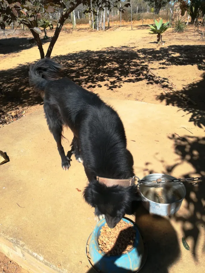 Cachorro raça Vira lata  idade 4 anos nome Sansao