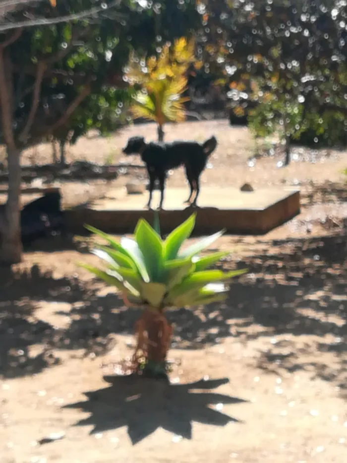 Cachorro raça Vira lata  idade 4 anos nome Sansao
