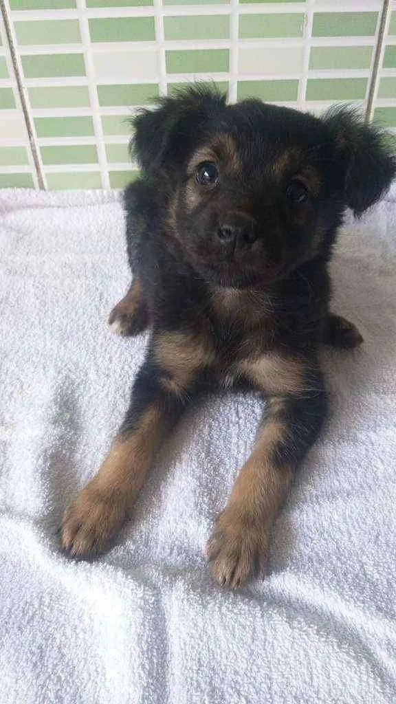 Cachorro raça Srd idade 2 a 6 meses nome Fall