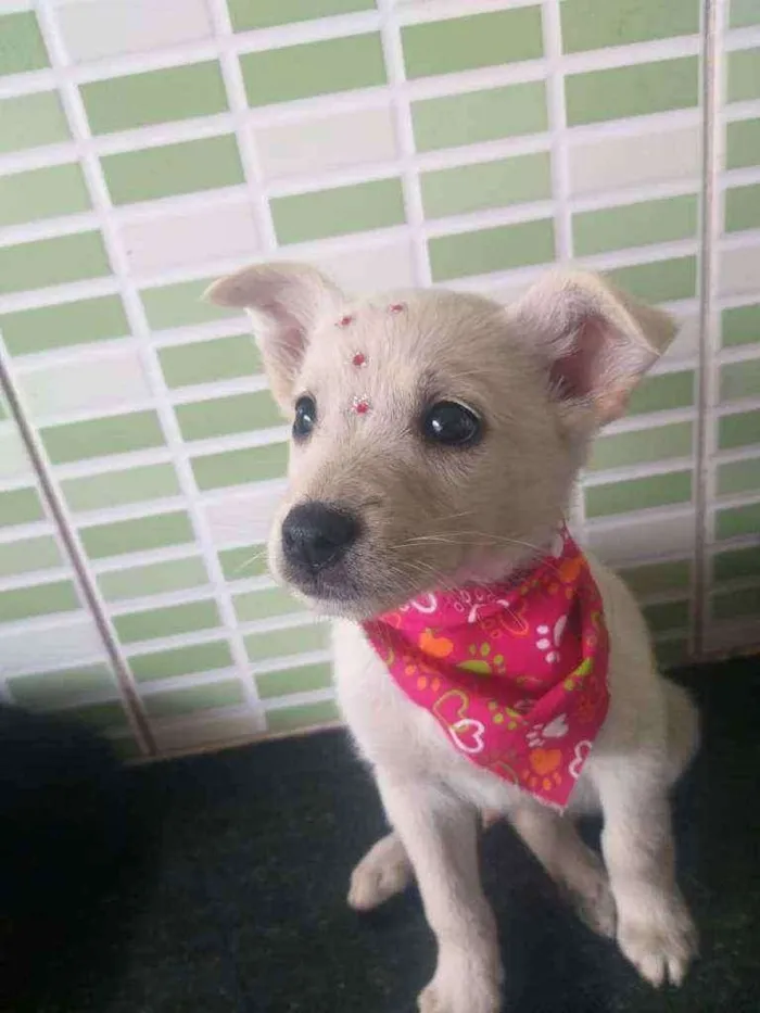 Cachorro raça Srd idade 2 a 6 meses nome Spring