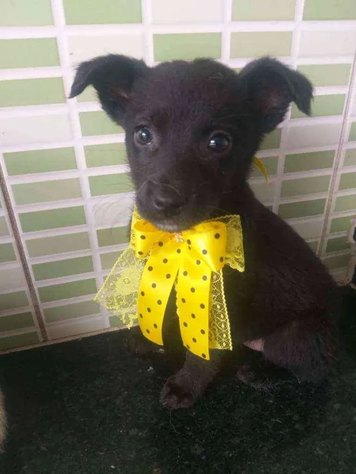 Cachorro raça Srd idade 2 a 6 meses nome Summer