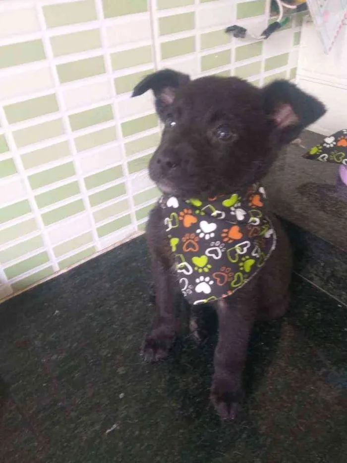 Cachorro raça Srd idade 2 a 6 meses nome Autumn