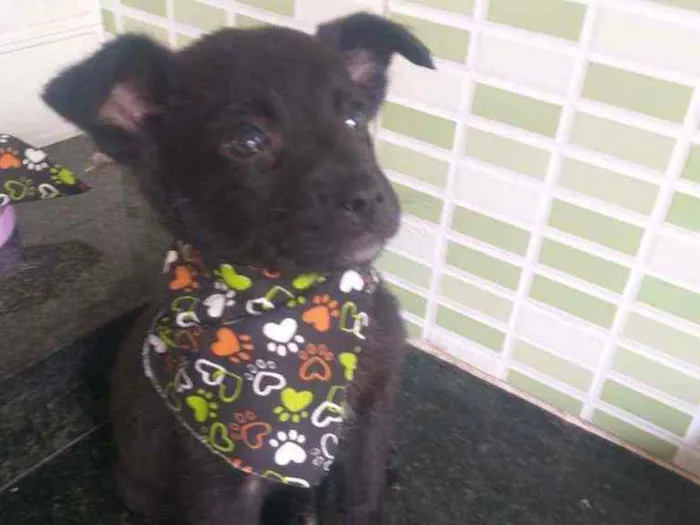 Cachorro raça Srd idade 2 a 6 meses nome Autumn