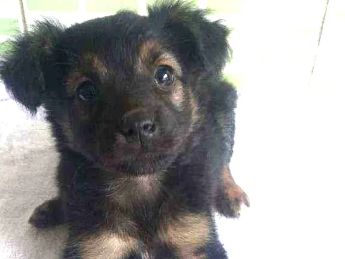 Cachorro raça Srd idade 2 a 6 meses nome Fall