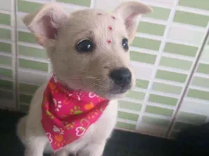 Cachorro raça Srd idade 2 a 6 meses nome Spring