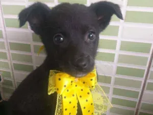 Cachorro raça Srd idade 2 a 6 meses nome Summer