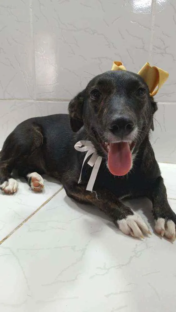 Cachorro ra a SRD idade 7 a 11 meses nome Katita