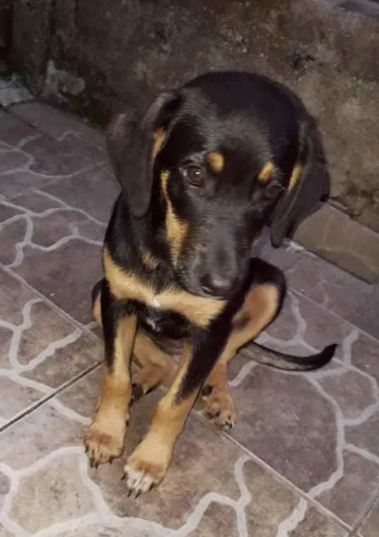 Cachorro ra a SRD idade 2 a 6 meses nome Ayla