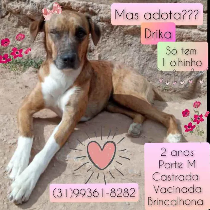 Cachorro raça SRD idade 2 anos nome Drika