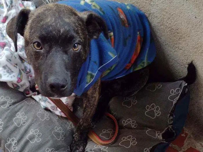 Cachorro raça Mix pitbull idade 7 a 11 meses nome Tigrão 