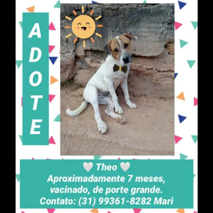 Cachorro raça SRD idade 7 a 11 meses nome Theo