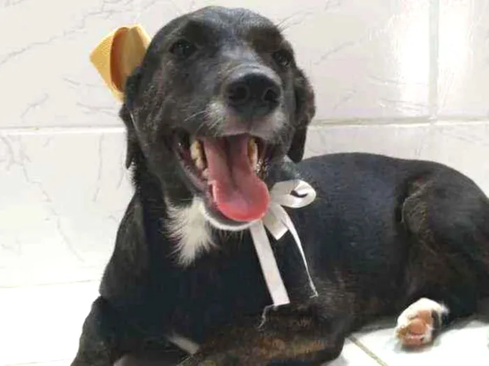 Cachorro ra a SRD idade 7 a 11 meses nome Katita