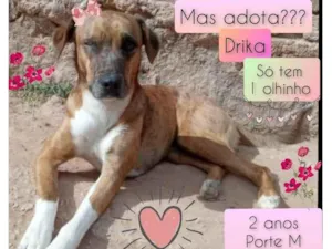 Cachorro raça SRD idade 2 anos nome Drika
