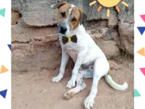 Cachorro raça SRD idade 7 a 11 meses nome Theo
