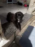 Bombom 