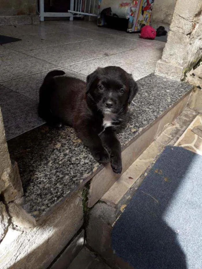 Cachorro ra a Srd idade  nome Bombom 