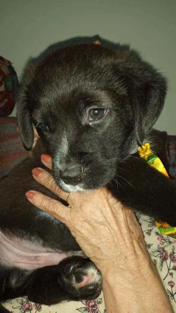 Cachorro ra a Srd idade  nome Bombom 