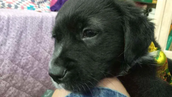 Cachorro ra a Srd idade  nome Bombom 