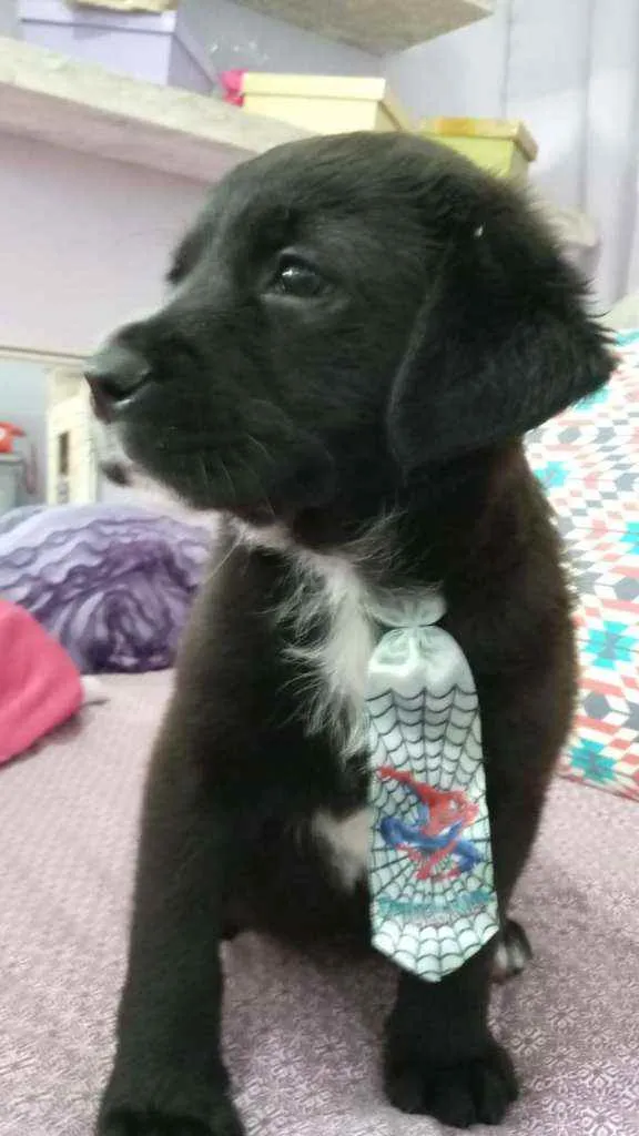 Cachorro ra a Srd idade  nome Bombom 