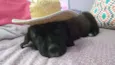 Bombom 