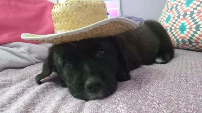 Cachorro ra a Srd idade  nome Bombom 
