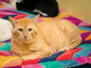 Gato raça SRD-ViraLata idade 4 anos nome Zé