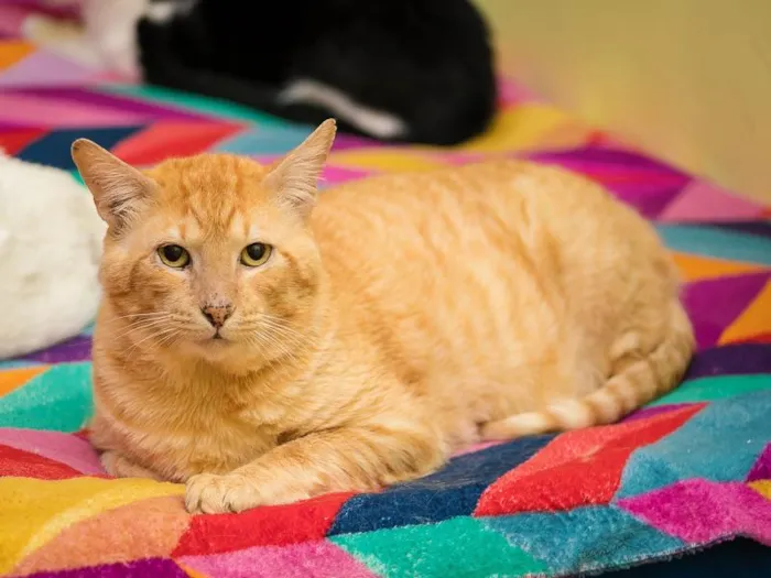 Gato raça SRD-ViraLata idade 4 anos nome Zé