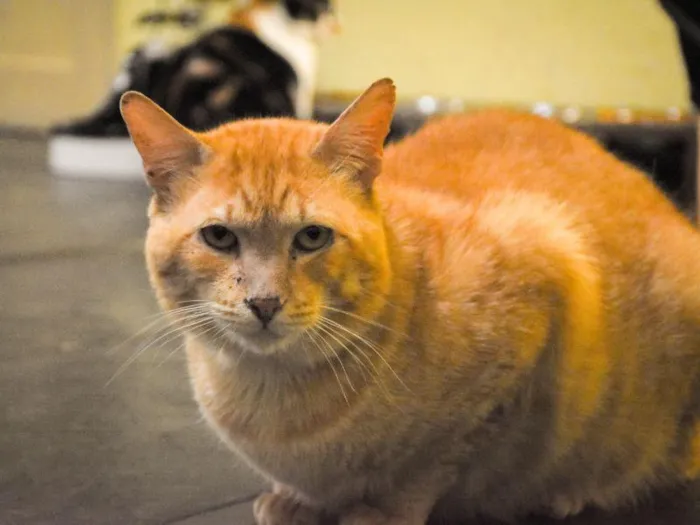 Gato raça SRD-ViraLata idade 4 anos nome Zé