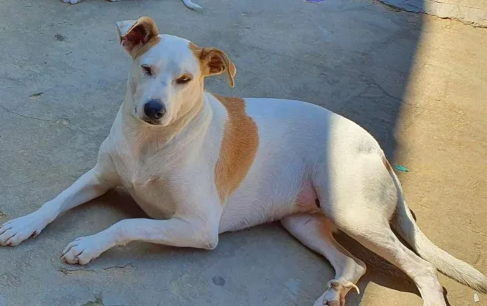 Cachorro ra a SRD idade 3 anos nome Branca