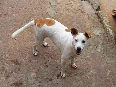 Cachorro ra a SRD idade 3 anos nome Branca