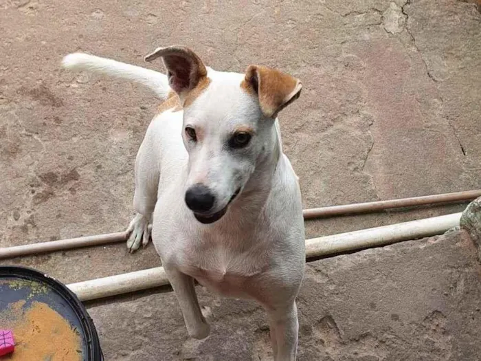 Cachorro ra a SRD idade 3 anos nome Branca