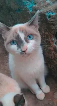 Não tem