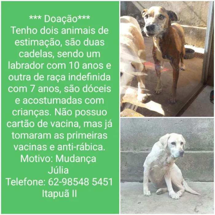 Cachorro ra a Labrador e raça indefinida  idade 6 ou mais anos nome Princesa e Fofa 