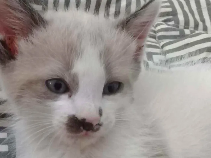 Gato ra a Siamês. idade 2 a 6 meses nome Ainda não tem.