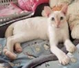 MARSHMALLOW