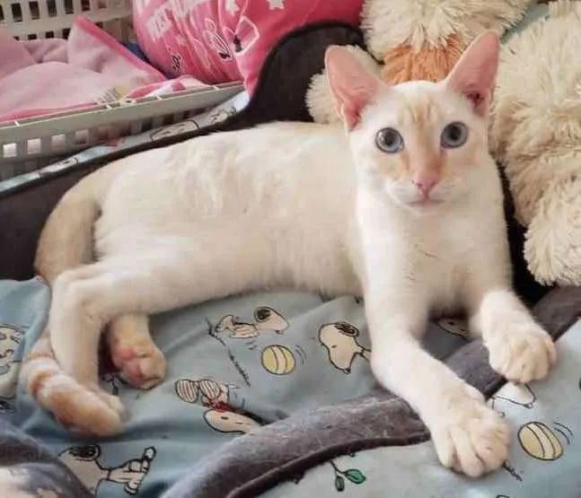 Gato ra a SRD idade 7 a 11 meses nome MARSHMALLOW