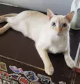MARSHMALLOW